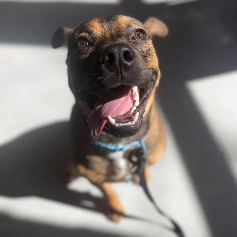 A young medium-sized male Brown / Chocolate Mixed Breed dog named Fat Fat for adoption in Huntington, WV