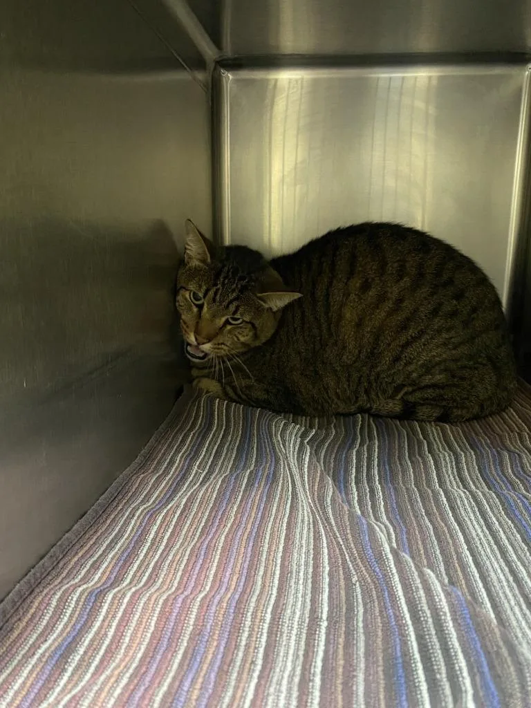 Piccolo Ohc thumbnail 2