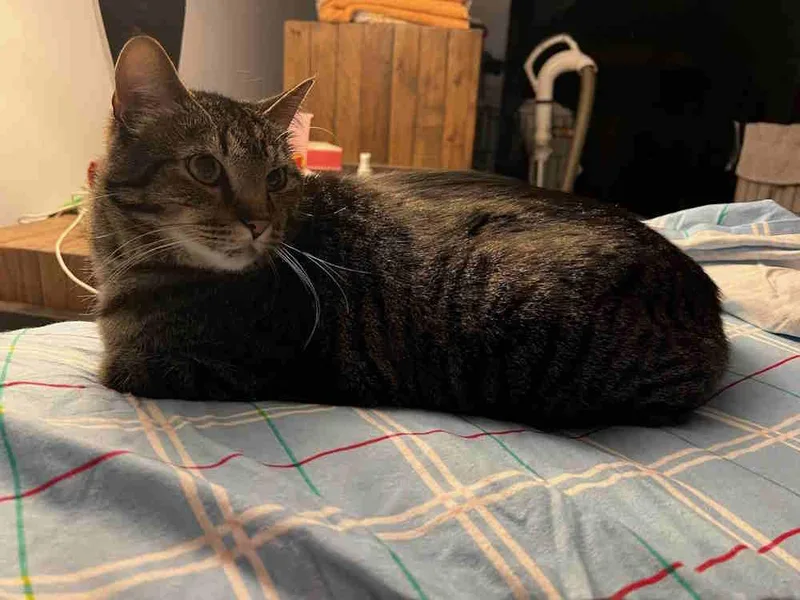 An adult large-sized male Tabby (Gray / Blue / Silver) Tabby cat named Louie for adoption in York, NE