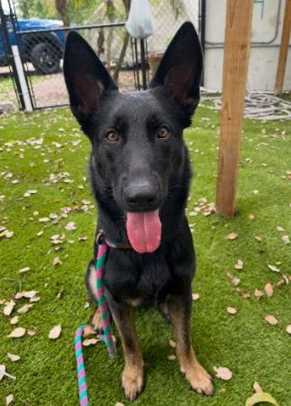 A baby medium-sized female German Shepherd Dog dog named Suki for adoption in Palm Harbor, FL