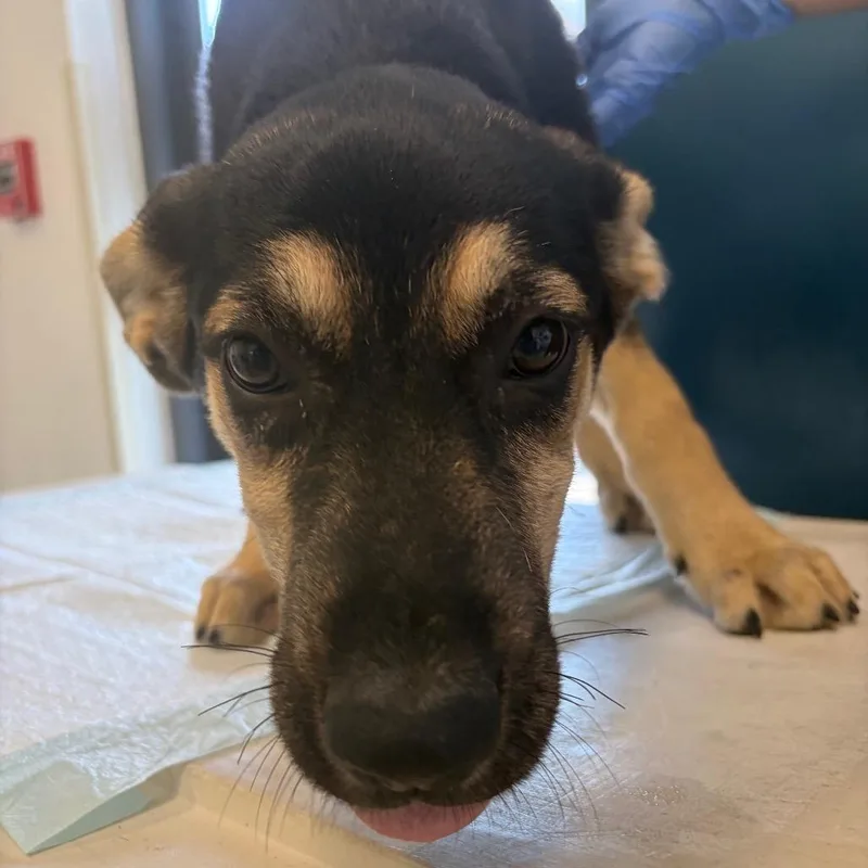 A baby medium-sized female Black Labrador Retriever dog named Anastasia for adoption in Nashville, TN