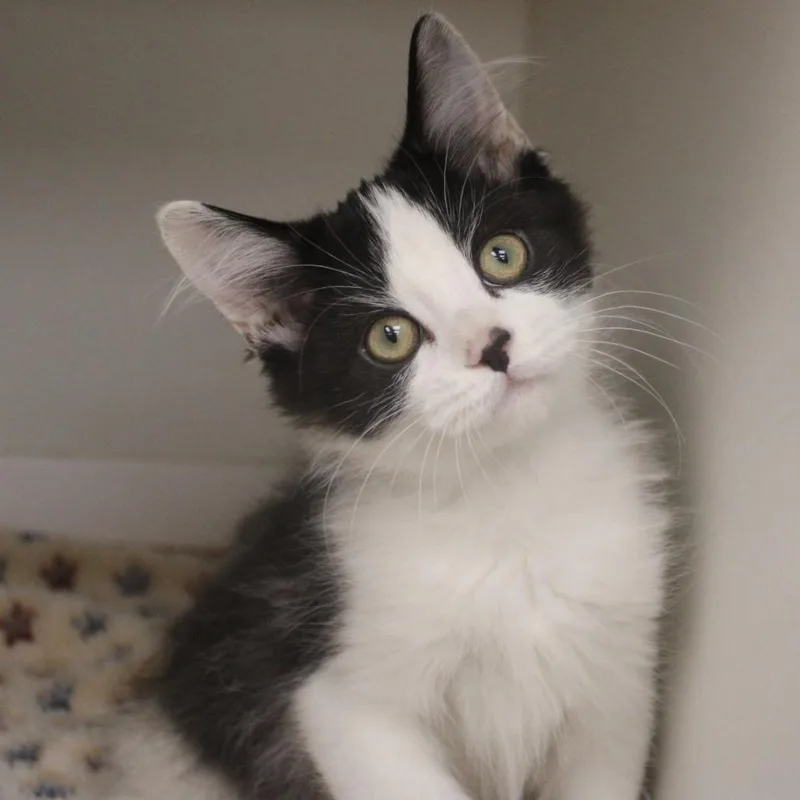 A baby small-sized male Domestic Short Hair cat named Kawasaki for adoption in Champaign, IL