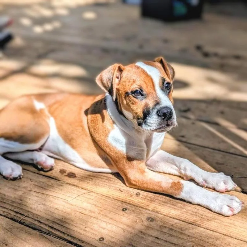 A baby small-sized male Boxer dog named Spud for adoption in Oakland, CA