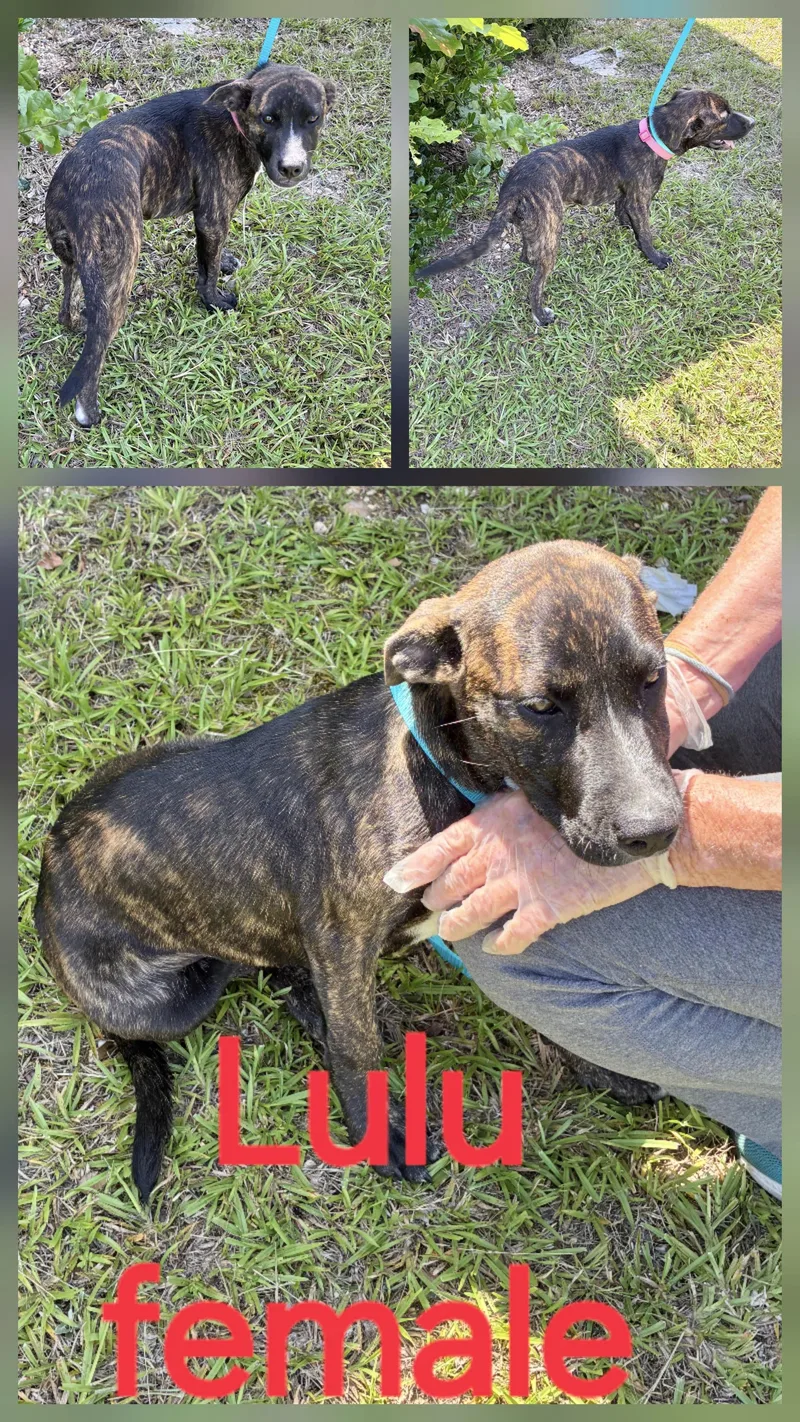 A baby medium-sized female Mountain Cur dog named Lulu for adoption in Manchester, CT