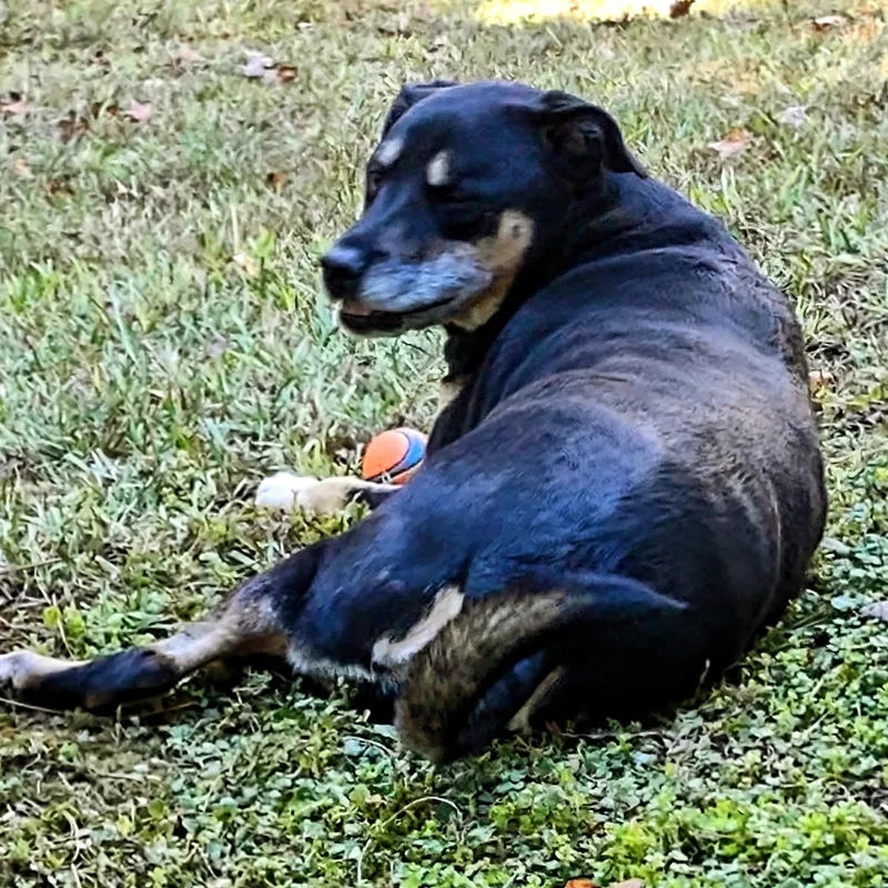 Lady Bug thumbnail 2