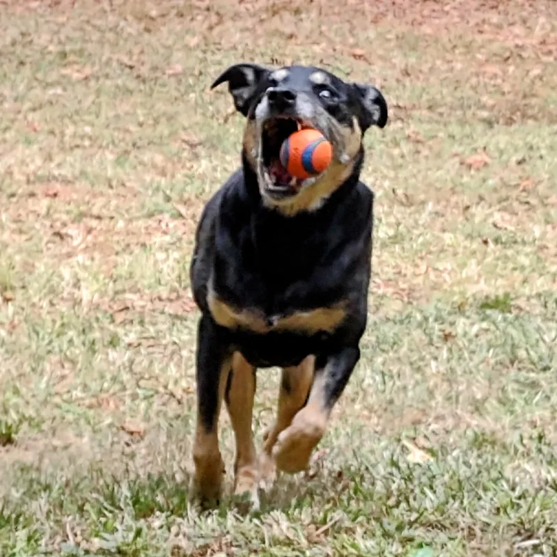 Lady Bug thumbnail 3