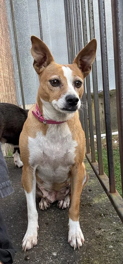 An adult small-sized female Tricolor (Brown, Black, & White) Terrier dog named Pippa for adoption in South Bend, IN