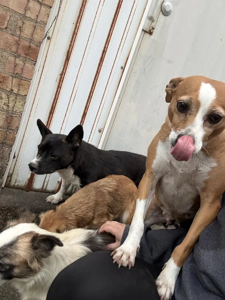 Pippa thumbnail 2