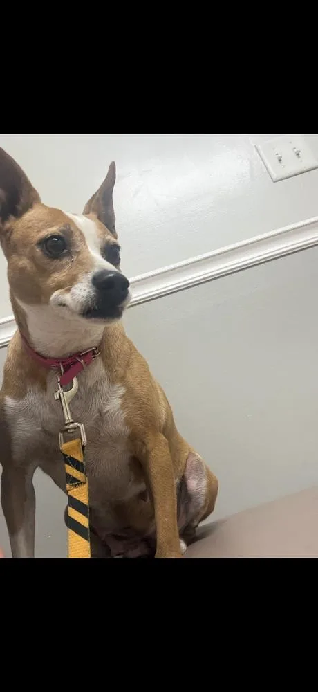 Pippa thumbnail 3