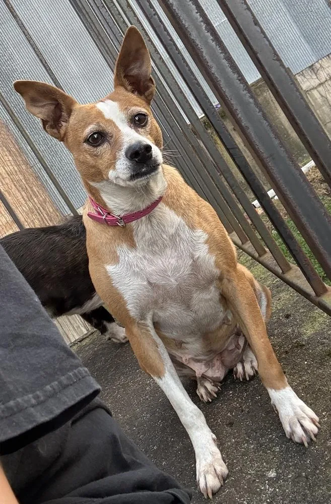Pippa thumbnail 4