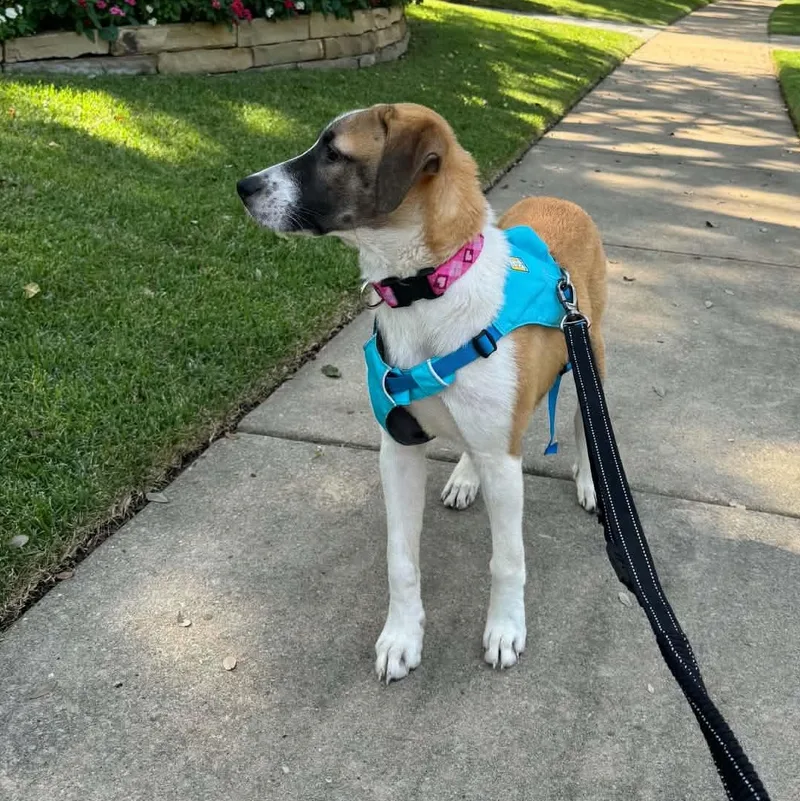 A baby medium-sized female Anatolian Shepherd dog named Marley for adoption in Chatham, NJ