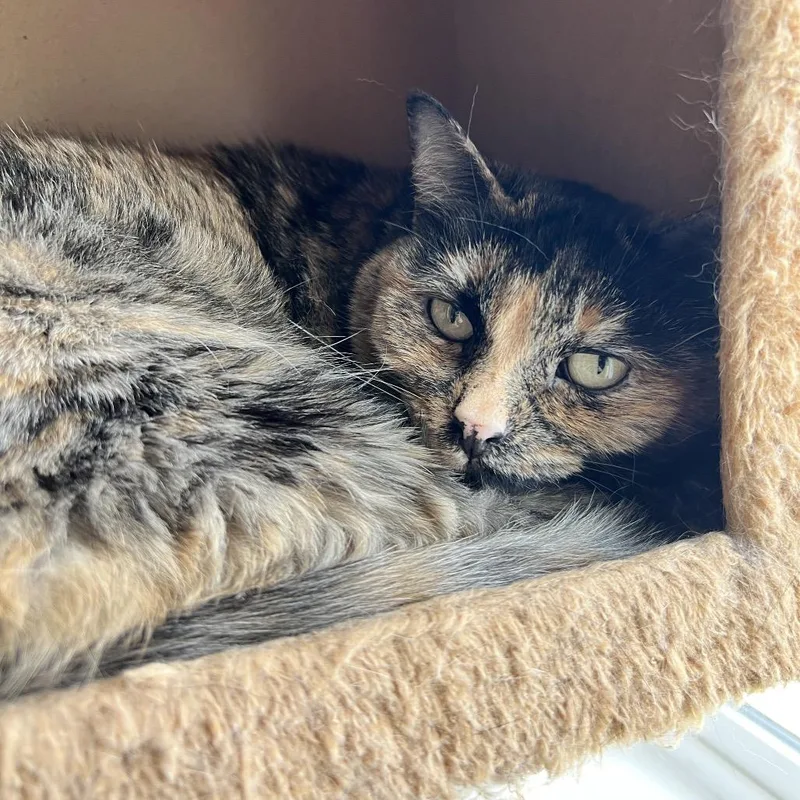 An adult large-sized female Tortoiseshell Domestic Short Hair cat named Astrid for adoption in Spokane, WA