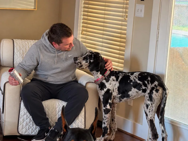 A young extra large-sized female Great Dane dog named Pebbles for adoption in Richmond, TX