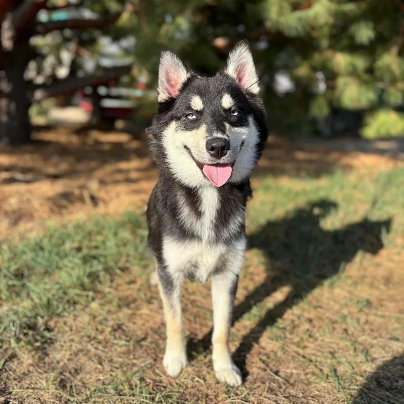 Domino