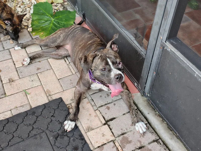 A young small-sized female Boxer dog named Lily for adoption in Fort Lauderdale, FL