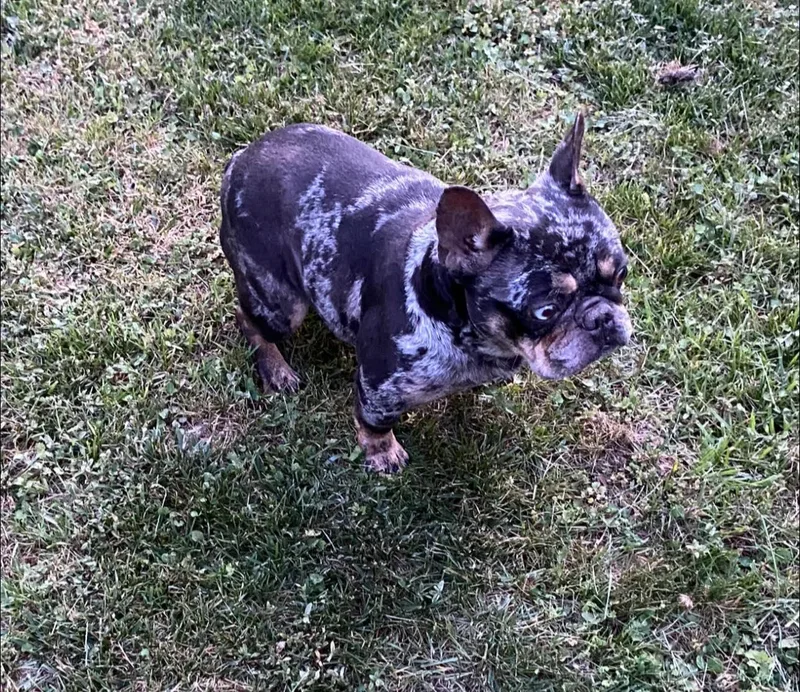 Three Frenchies thumbnail 2