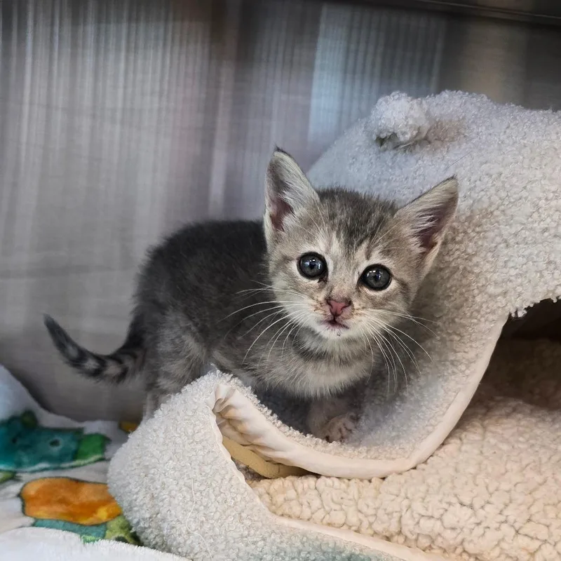 A baby small-sized female Gray / Blue / Silver Domestic Short Hair cat named Loki for adoption in Madisonville, TN