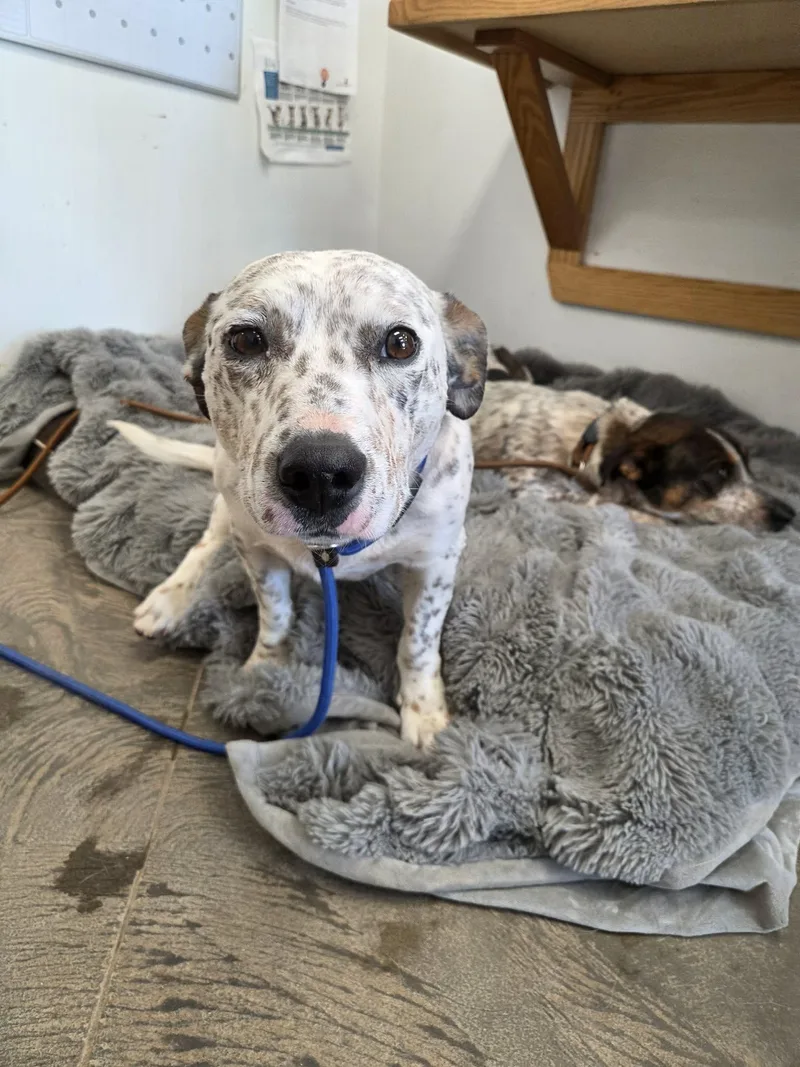 Speckles thumbnail 2