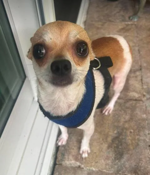 An adult small-sized male Chihuahua dog named Nacho for adoption in Osteen, FL