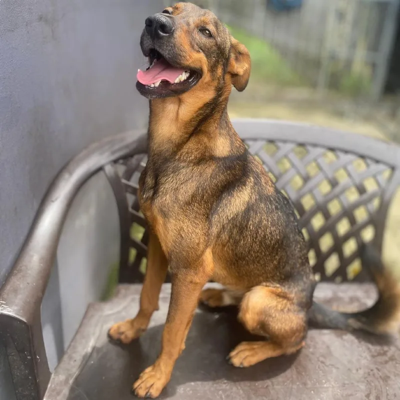 An adult medium-sized male Yellow / Tan / Blond / Fawn Bloodhound dog named Goofy for adoption in San Juan, PR