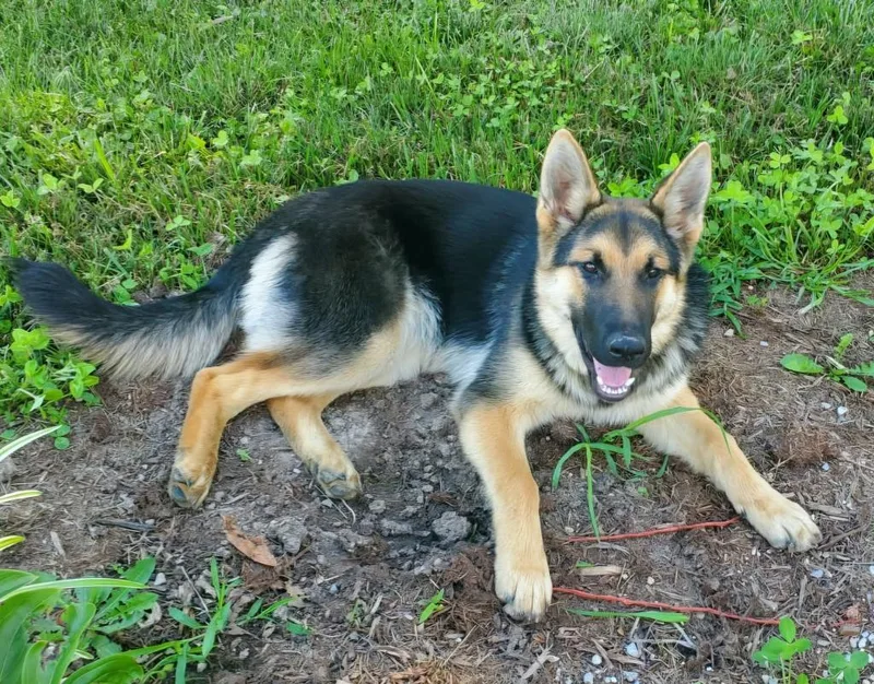 A baby medium-sized female German Shepherd Dog dog named Sophee for adoption in Hillsdale, IN