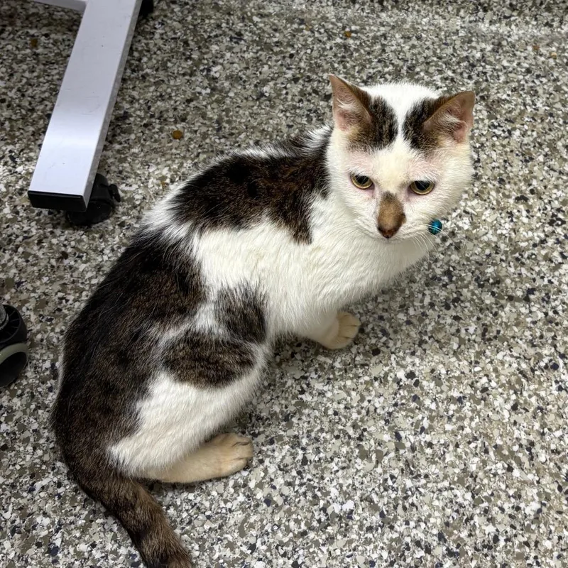 A senior medium-sized male Black Domestic Short Hair cat named Butt Butt for adoption in Morganton, NC