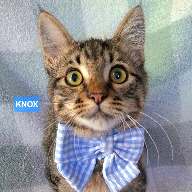 A baby small-sized male Brown / Chocolate Maine Coon cat named Knox for adoption in Fullerton, CA