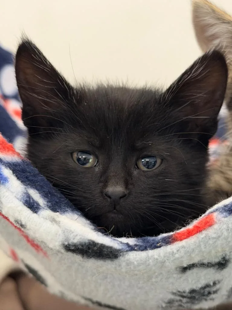 A baby medium-sized female Domestic Short Hair cat named Bette for adoption in Menomonie, WI