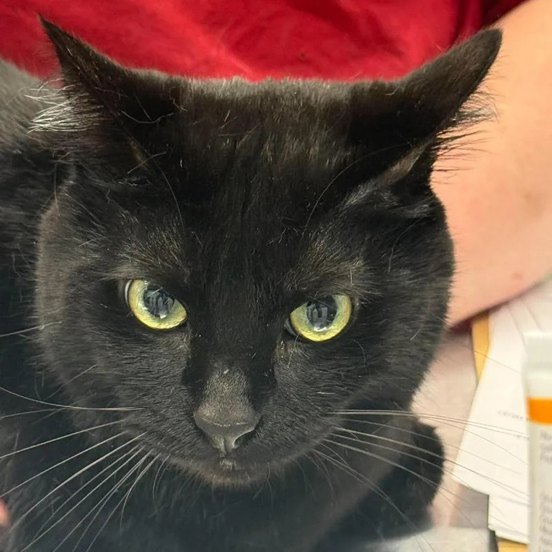 An adult large-sized male Black Domestic Short Hair cat named Roby for adoption in Martinsville, VA