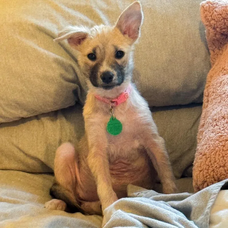 A baby small-sized female Yellow / Tan / Blond / Fawn Mixed Breed dog named Cassidy for adoption in Buffalo, MN