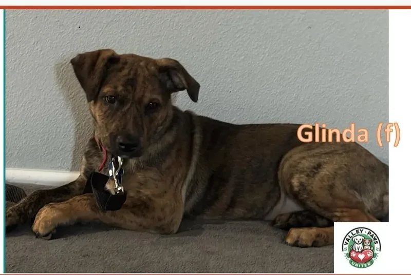 Glinda thumbnail 5