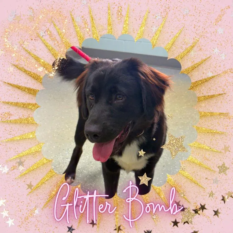 Glitter Bomb thumbnail 4