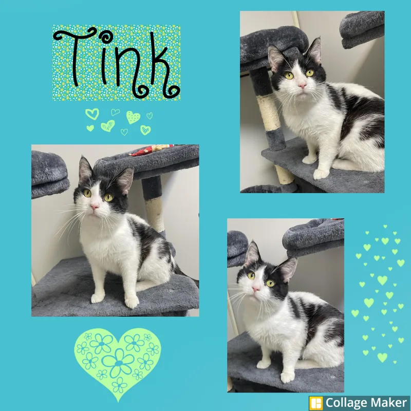 An adult medium-sized male Black Domestic Short Hair cat named Tink for adoption in Clearfield, PA