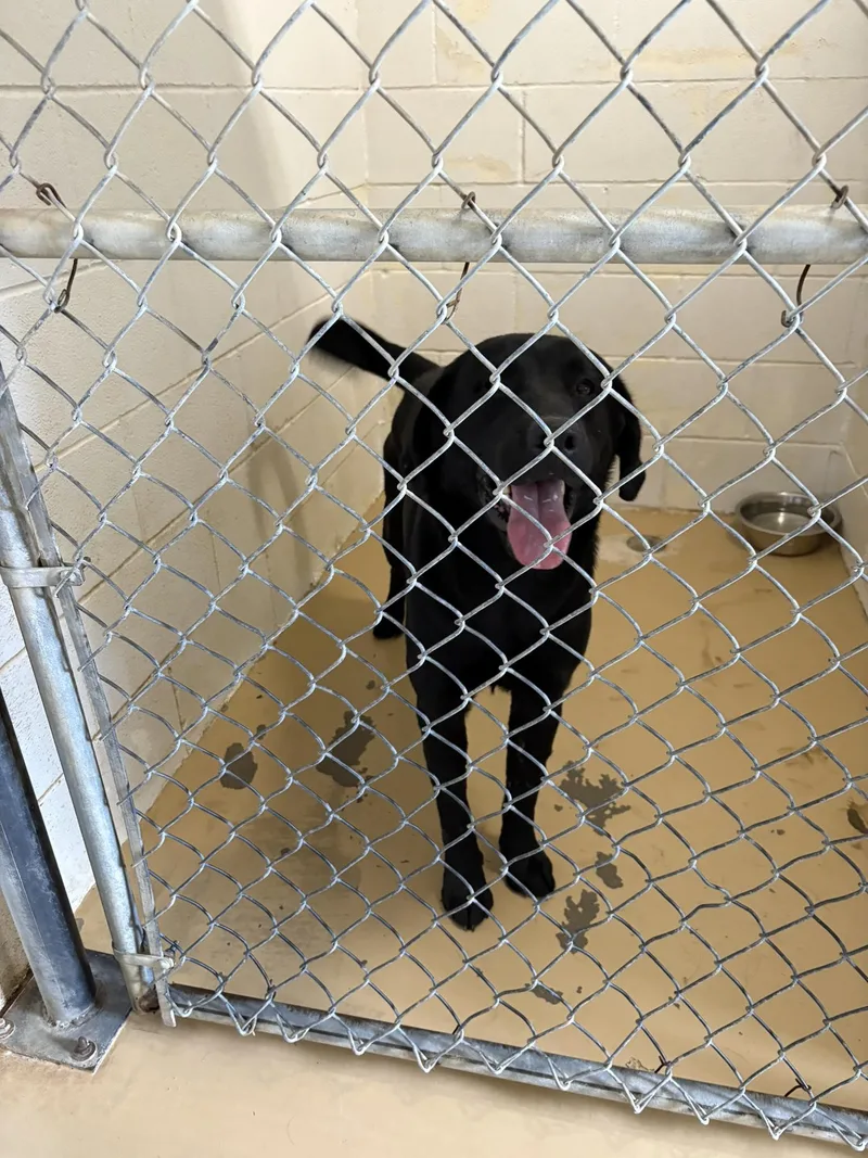 An adult large-sized male Black Labrador Retriever dog named Blacky for adoption in Clyde, TX