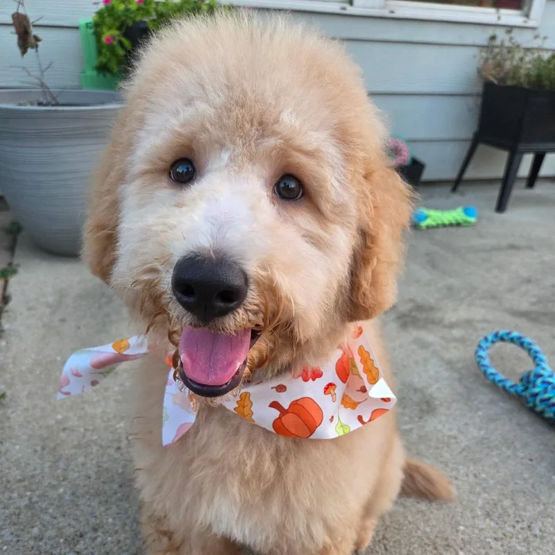 A baby small-sized male Apricot / Beige Standard Poodle dog named Leo for adoption in Bessemer, AL