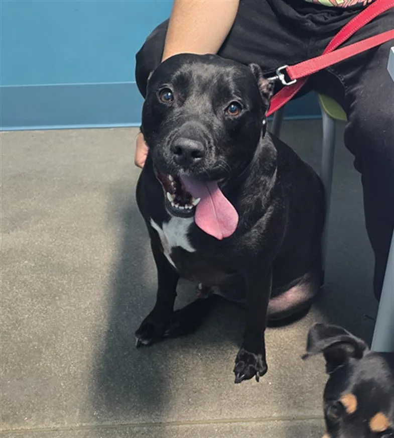 An adult medium-sized male Labrador Retriever dog named Peter for adoption in Houston, TX