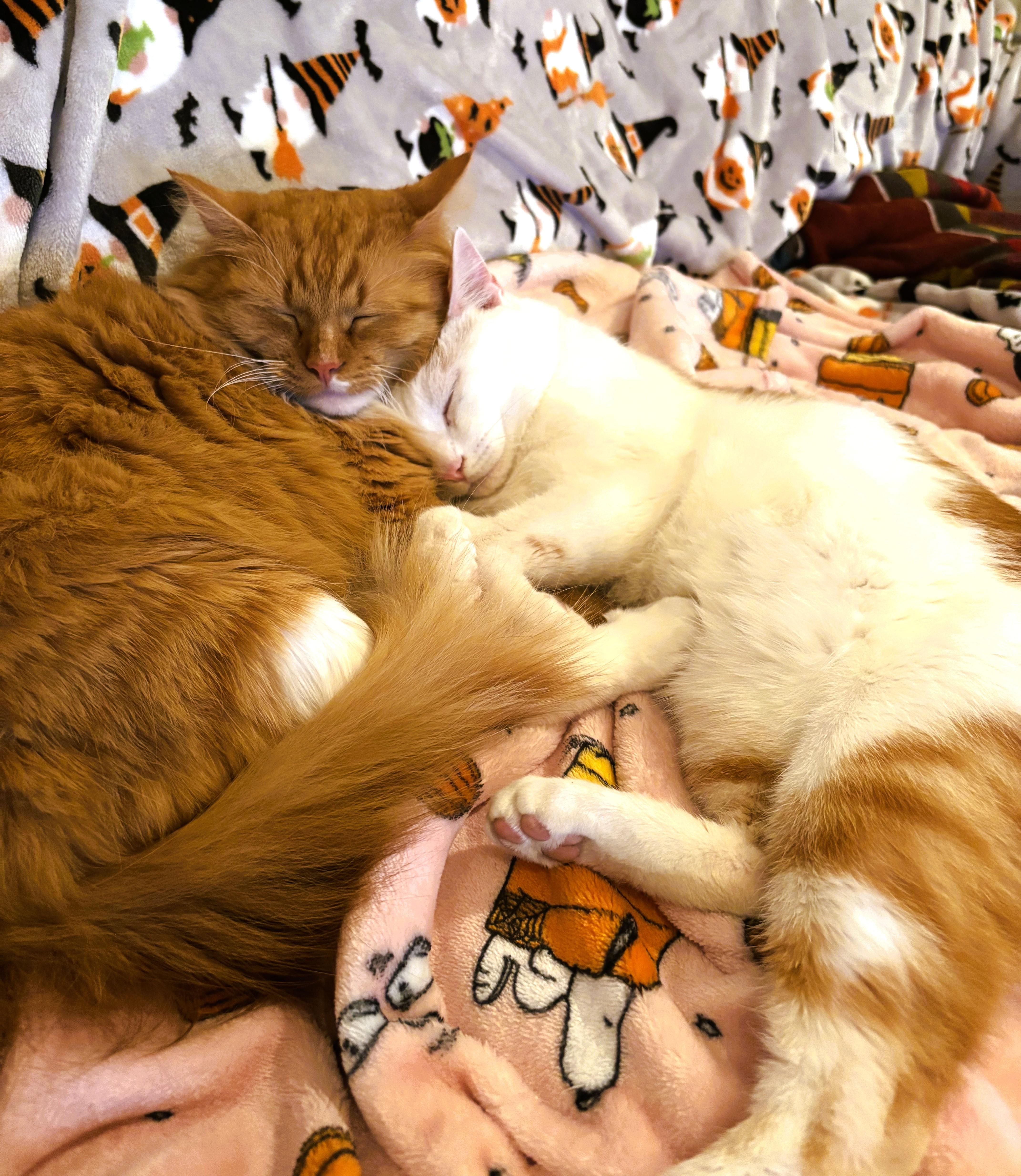 Blaze bonded to Flynn thumbnail 3
