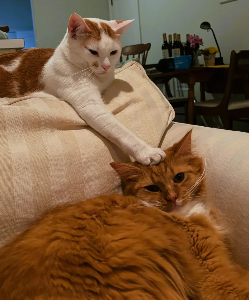 Blaze bonded to Flynn thumbnail 4