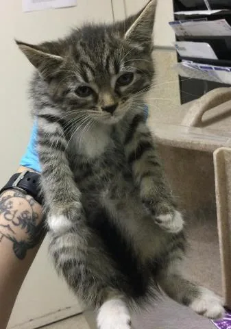 A baby small-sized female Domestic Short Hair cat named Baby for adoption in Riverside, CA