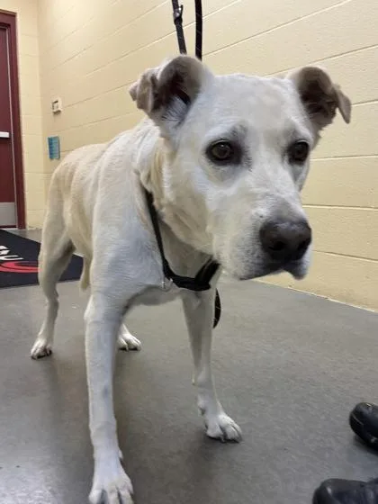 An adult large-sized male Labrador Retriever dog named Jax for adoption in Independence, MO