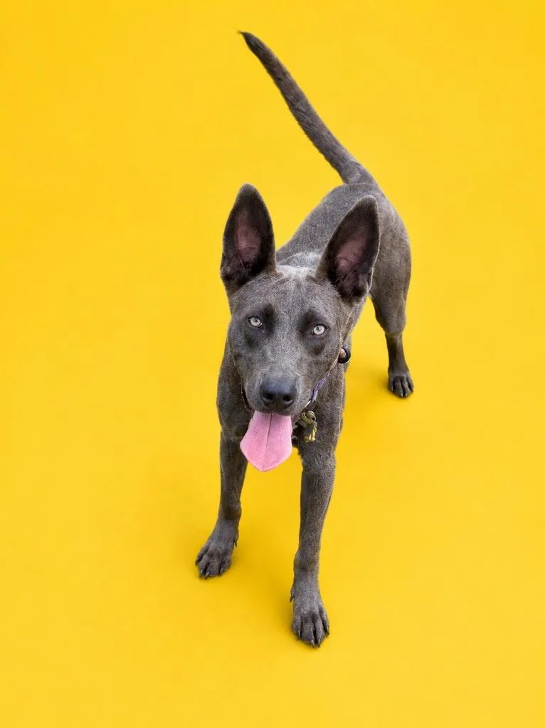 A young medium-sized male Terrier dog named Dough Boy for adoption in Wauchula, FL