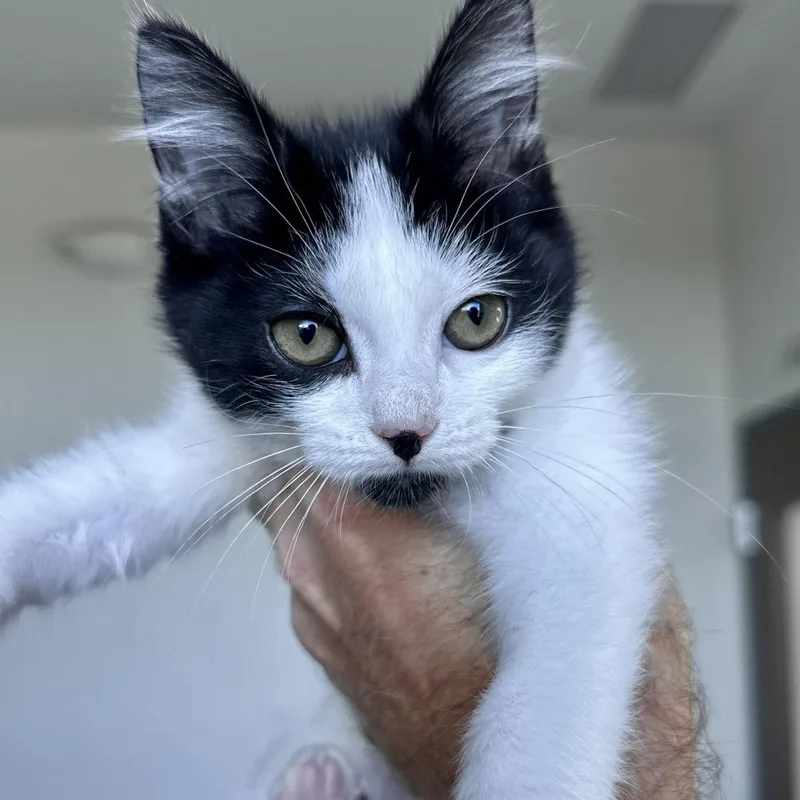 A baby small-sized male Domestic Short Hair cat named Nuclear for adoption in Matteson, IL