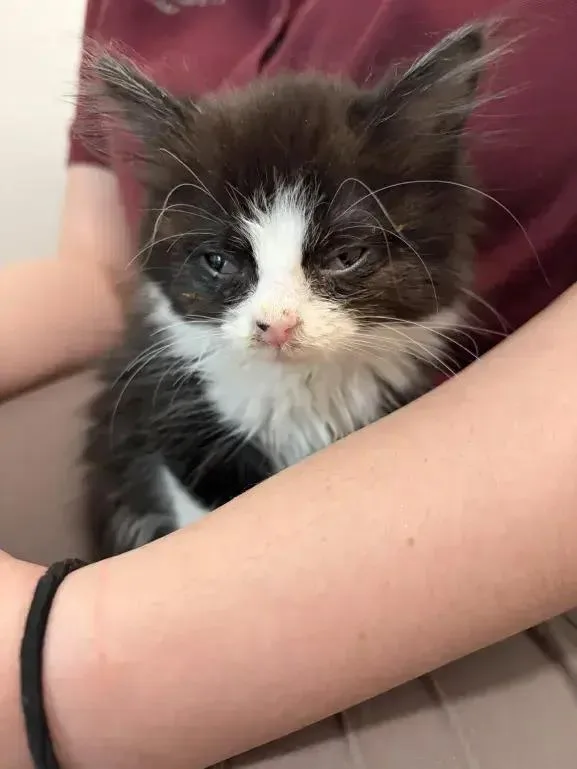 A baby small-sized female Black & White / Tuxedo Domestic Medium Hair cat named Peanut for adoption in Grand Rapids, MI