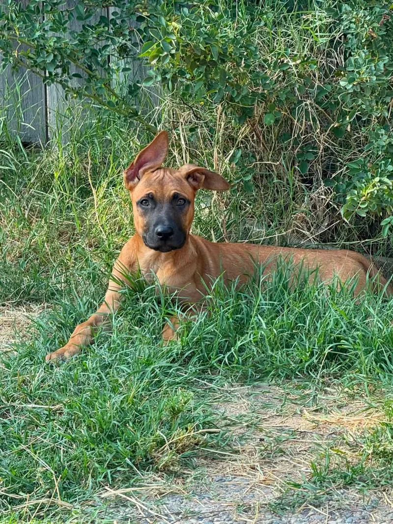 Cayenne