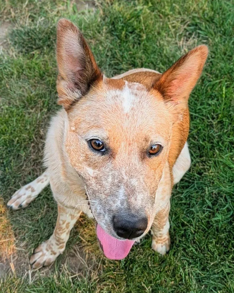 An adult medium-sized female Australian Cattle Dog / Blue Heeler dog named Rosie for adoption in Emmett, ID