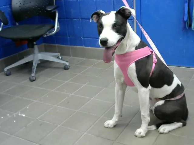 A young medium-sized female Pit Bull Terrier dog named Zena for adoption in Albuquerque, NM