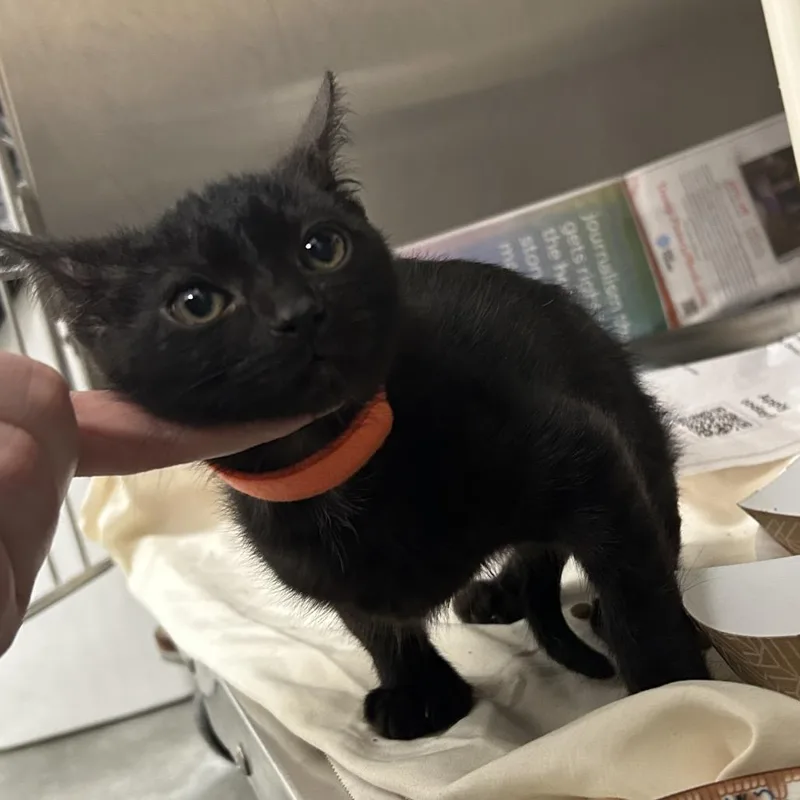 A baby small-sized female Black Domestic Short Hair cat named Truffle for adoption in Dover, NH