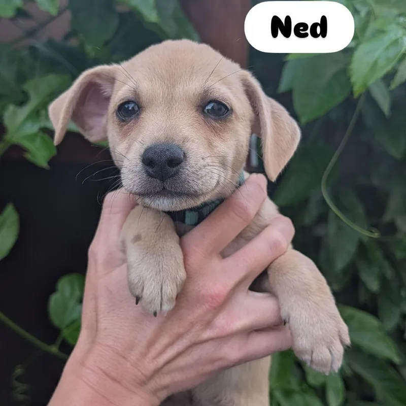 Ned