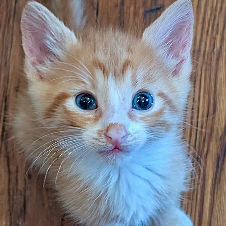 A baby small-sized male Orange / Red Domestic Short Hair cat named A Pippy for adoption in Pleasant Hill, CA