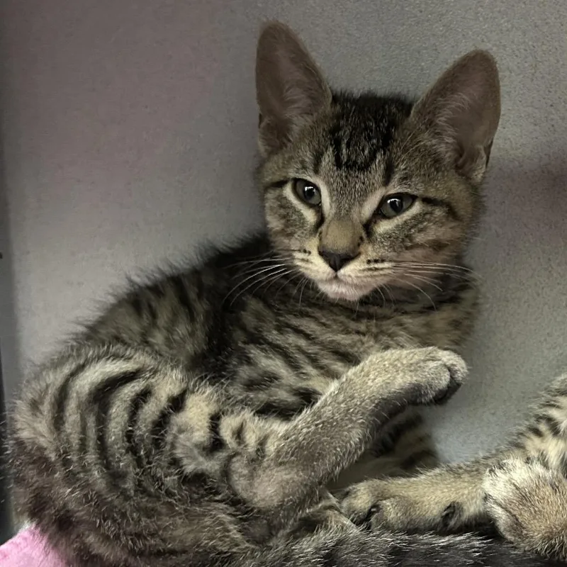 A baby small-sized male Brown / Chocolate Domestic Short Hair cat named Gelato for adoption in Dover, NH